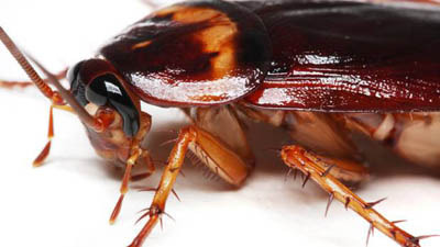  photo cockroach_zps2b9c09f6.jpg
