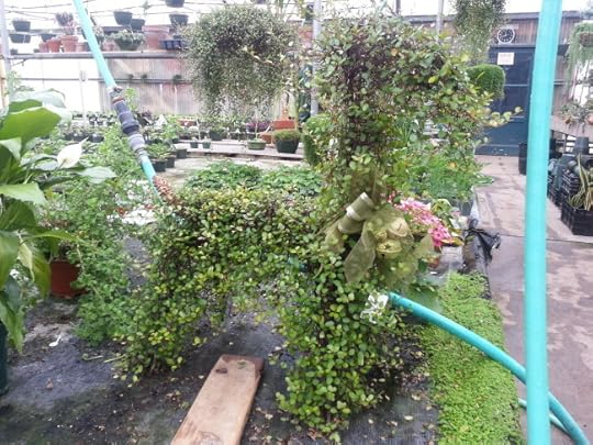 A creature plant! I love planting frames like this, plant something that climbs and crawls and it fills in the shape for you. A doggie plant at Vandersalm's!