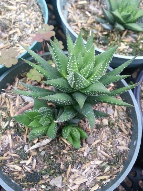 A small succulent at Vandersalm's Flowershop, one of MANY.