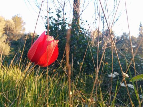 Poppy coquelicot