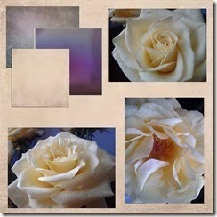 Yellow_Rose_Collage