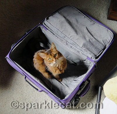 This would make a good cat bed!