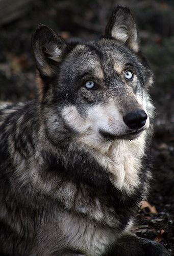 Wolf Park, Indiana
