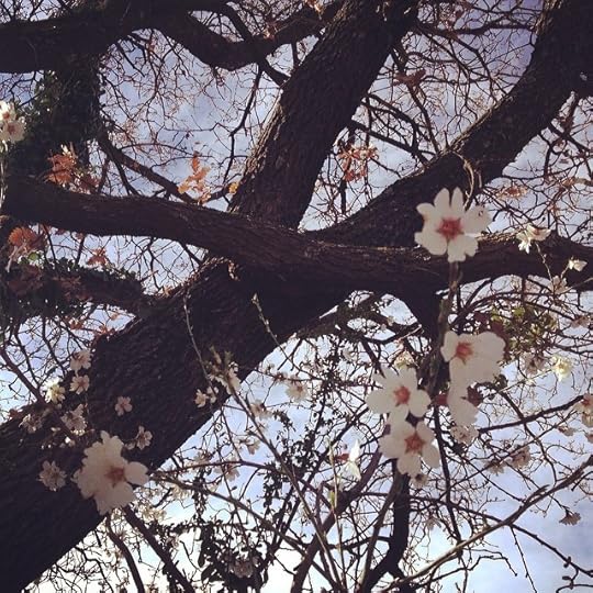Bloom #life #luberon #southoffrance #provence