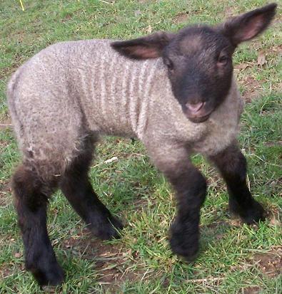 Lamb