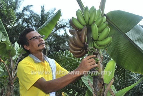 pisang