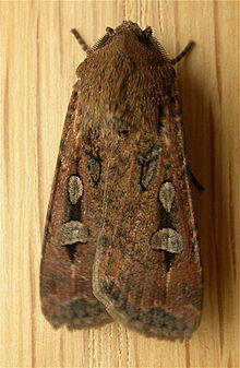  photo 220px-Agrotis_infusa_zpsa521b0cc.jpg
