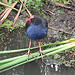 pukeko