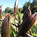 ubiqitous flax