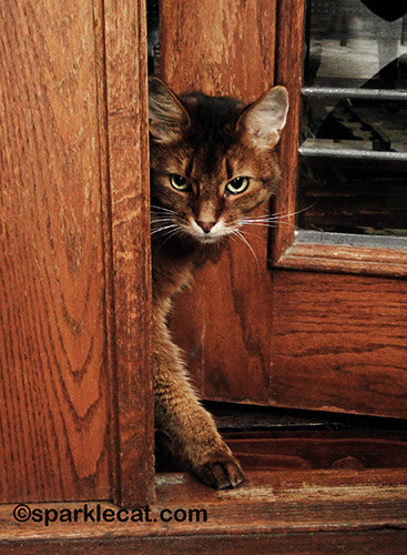 This is me, trying to go out into the should-be-catio