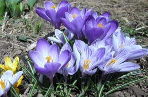 Crocus Again