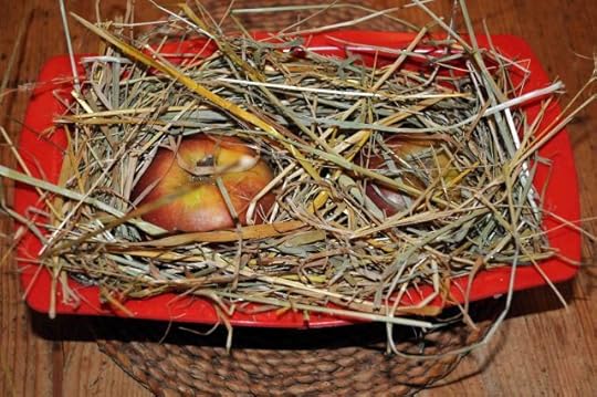 The apples wrapped in hay, ready to go into the oven