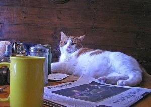 cat_cafe