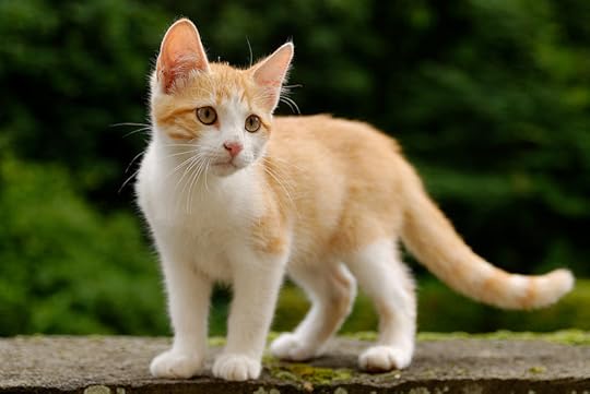 800px-Golden_tabby_and_white_kitten_n01