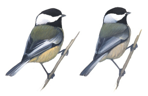 Are those black-capped (left) or Carolina chickadees (right) at the feeder (Illustration: www.sibleyguides.com)