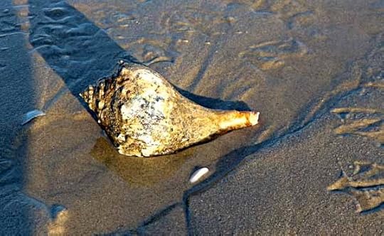 Conch