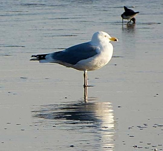 Gull
