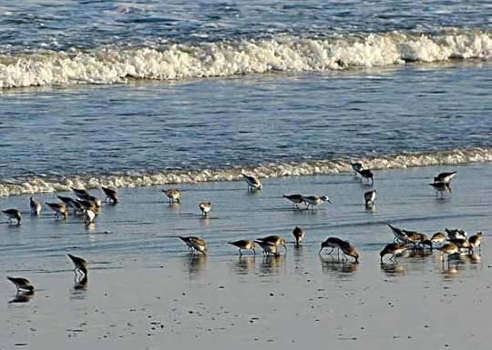 Sanderlings