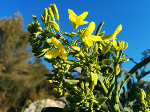 Kale blossoms (c) Kristin Espinasse