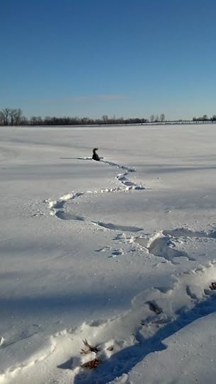 Snow Dog