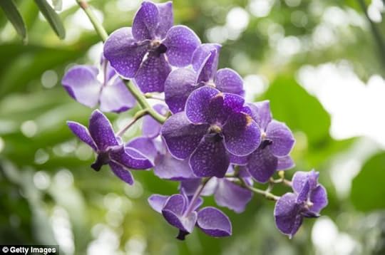 There can't be many things more out of step with a wet, miserable February than the explosion of heat, humidity and spectacular colour you find in an orchid house