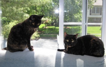 spring_cats