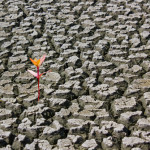 Plant in dried cracked mud