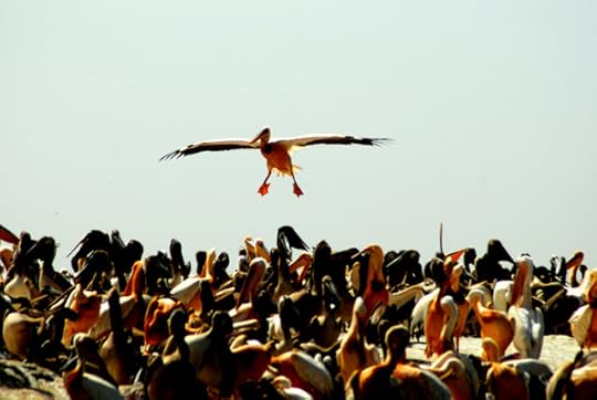 Clear the runway! Great White Pelican breeding grounds, Parc National des Oiseaux du Djoudj, Senegal, Africa
