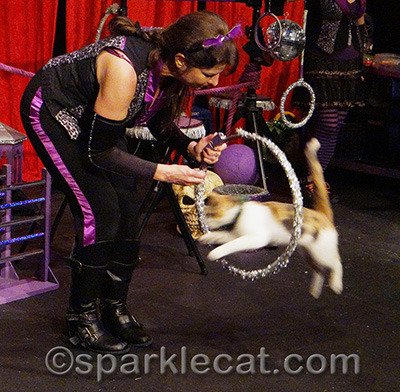 Binga only wishes she could jump through hoops so well!