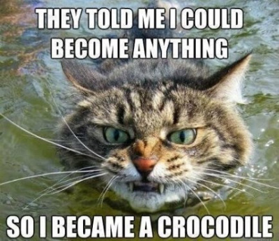 cat pic