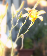 corn lily