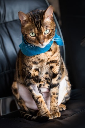 sketchie 5932 Some News + Updates