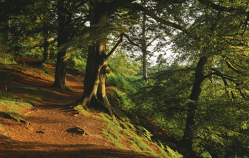 Beech woods of Alderley Edge