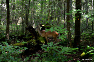 deep creek hike 148