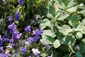 fuzzy sage with blue larkspur