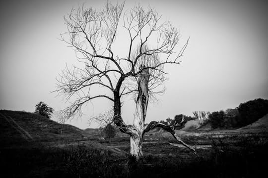 lonely_tree