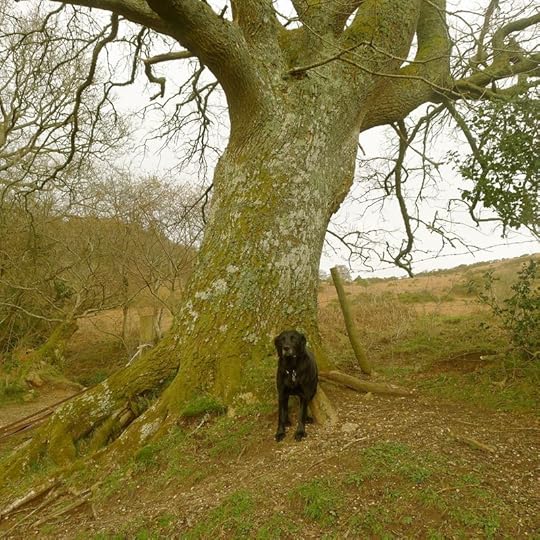 By the oak