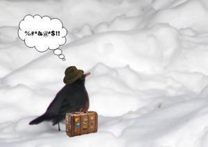 angry robin