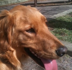 golden retriever, male