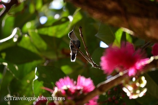 Hummingbird Nauyaca Waterfall Costa Rica Picture
