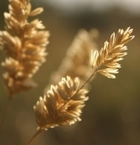 Seed of an idea