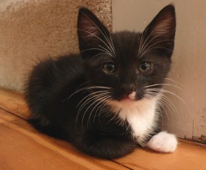 tuxedo_kitten