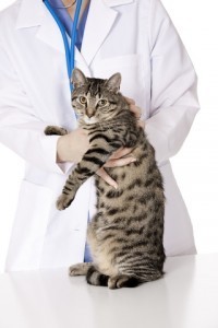 cat with vet