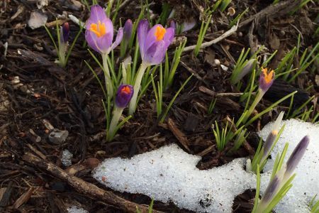Crocus breaking through the snow