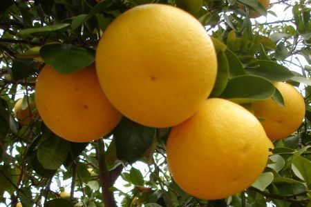 A fruit tree in Winter