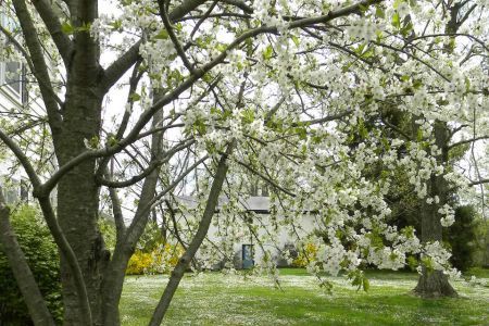 A tree filled with life