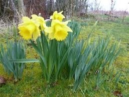 daffodils