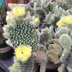 Blooming Spikes