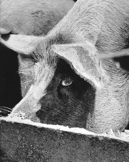 hog