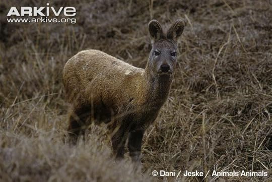 musk deer
